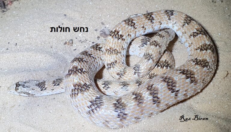 נחש חולות חרטומן