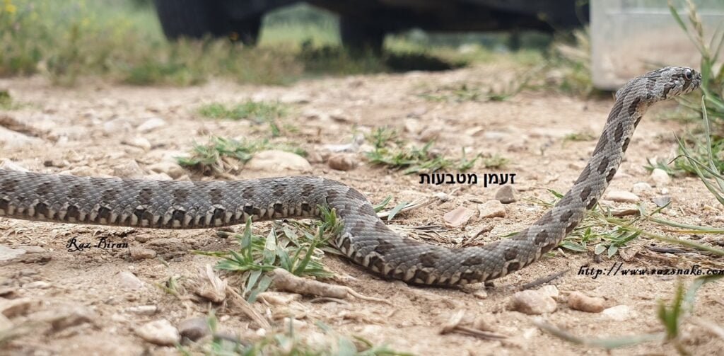 זעמט