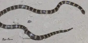 מחרוזן