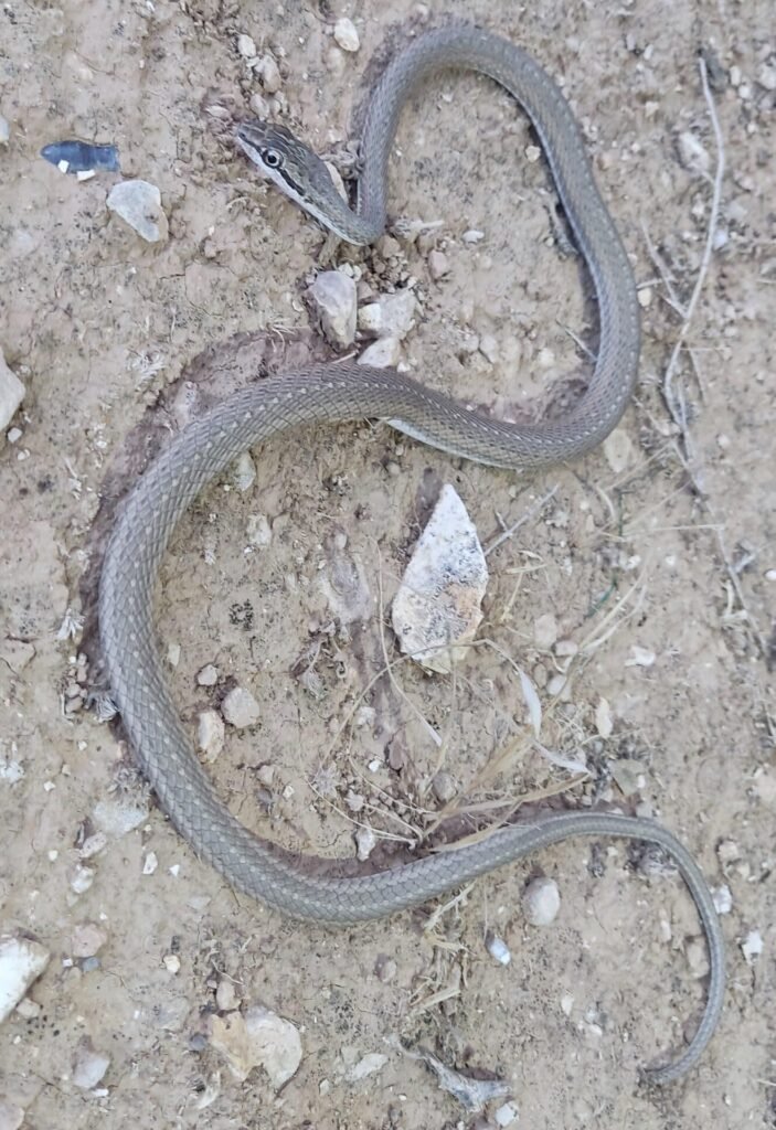 נחש ארבע קו מובהק