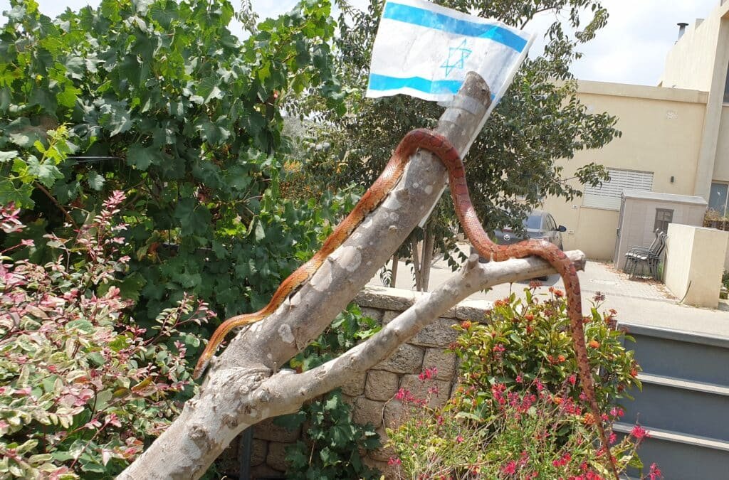 נחש על עץ במרחב הביתי