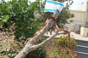 נחש על עץ במרחב הביתי
