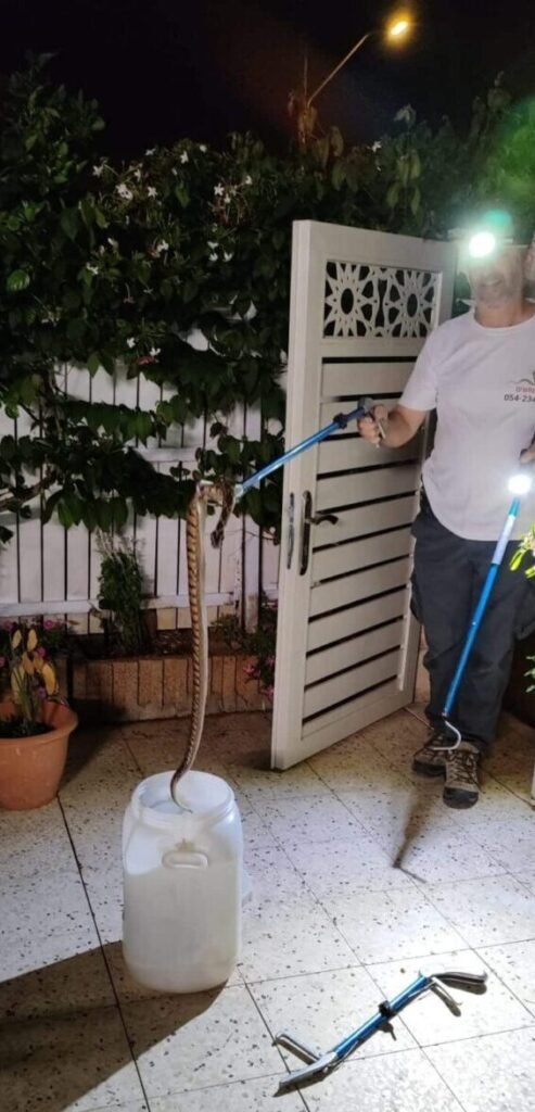 נחש צפע שנלכד בחצר בית בבית אליעזר חדרה