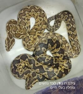 שני צפעיים שני צבעיים