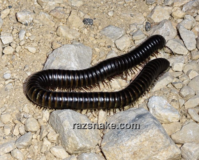 רב-רגל שחור זוחל על כורכר